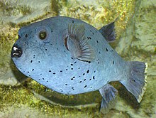 Black-spotted.puffer.arp.jpg