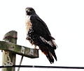 Groote Post, Western Cape, South Africa