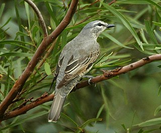 <i>Edolisoma</i> Genus of birds