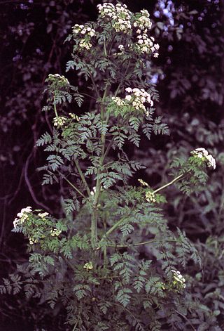 <i>Conium</i> Genus of flowering plants in the celery family Apiaceae