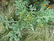 Echter Meerkohl (ähnlich sind Crambe orientalis, Crambe cordifolia, Crambe kotschyana, Crambe tatarica) (junge Blätter, Sprossen sowie Wurzeln und Blütenknospen)