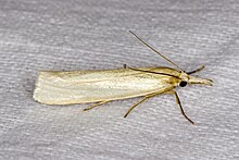 Crambus.perlella.7768.jpg