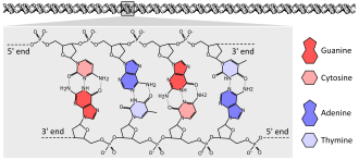 DNA chemical structure diagram showing how the double helix consists of two chains of sugar-phosphate backbone with bases pointing inward and specifically base pairing A to T and C to G with hydrogen bonds.