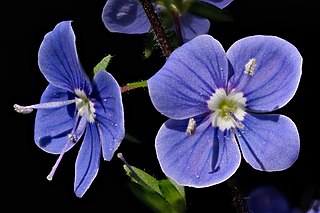 <i>Veronica chamaedrys</i> Species of flowering plant in the family Plantaginaceae