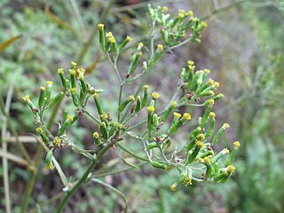 <i>Senecio minimus</i> Species of plant