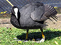 Eurasian Coot in St James Park, London, England