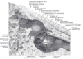 The medial wall and part of the posterior and anterior walls of the right tympanic cavity, lateral view.