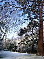 شابلون:Langswitch (Sequoiadendron giganteum)