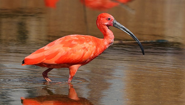 Ibis rouge