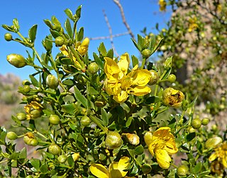 <span class="mw-page-title-main">Zygophyllaceae</span> Family of flowering plants