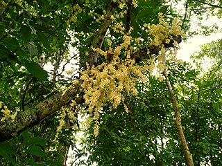 <i>Lepiderema sericolignis</i> Species of plant