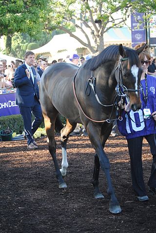 <span class="mw-page-title-main">Limato</span> Irish-bred Thoroughbred racehorse