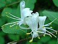 Lonicera xylosteum