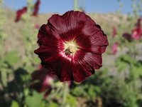 Alcea rosea 'Nigra'