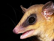 Brown opossum