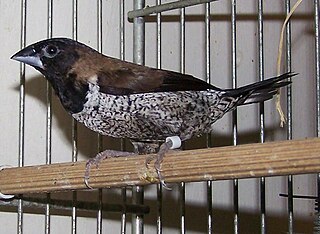 <span class="mw-page-title-main">Black-faced munia</span> Species of bird