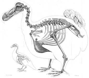 La reconstrucció de 1866 de Richard Owen de l'esquelet del dodo; és massa esquat, ja que s'ha basat en la pintura Dodo d'Edwards de Savery