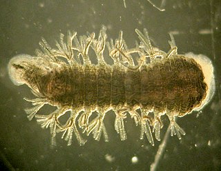 <span class="mw-page-title-main">Turtle leech</span> Genus of annelid worms