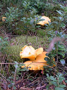 Valgomoji voveraitė (Cantherellus cibarius)