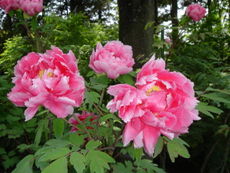 Krūminis bijūnas (Paeonia suffruticosa)