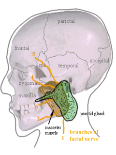 Parotid gland