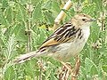 Blasskopf-Cistensänger  (Cisticola brunnescens, Kat. )