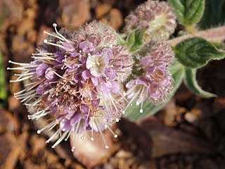 <i>Phacelia californica</i> species of plant