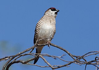 <span class="mw-page-title-main">Plum-headed finch</span> Species of bird