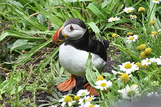 Puffin on Skellig Michael, County Kerry Photographer: User:NoNameIsLeft