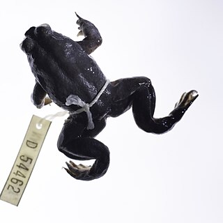 <span class="mw-page-title-main">Gastric-brooding frog</span> Extinct genus of amphibians