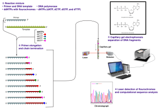 <span class="mw-page-title-main">Sanger sequencing</span> Method of DNA sequencing developed in 1977