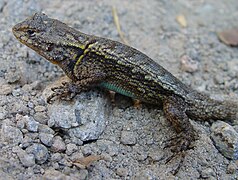 Lagartija escamosa de mezquite (Sceloporus grammicus).