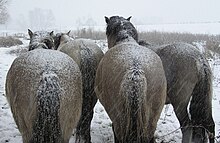 Chevaux gris vus de dos sous la neige