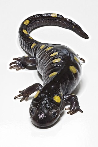 <span class="mw-page-title-main">Mole salamander</span> Genus of amphibians