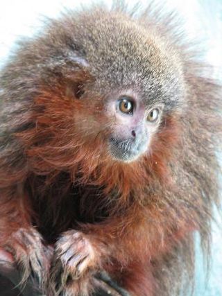 <span class="mw-page-title-main">Caquetá titi monkey</span> Species of New World monkey