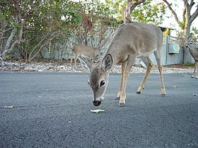 Cerf des Keys sur No Name Key.