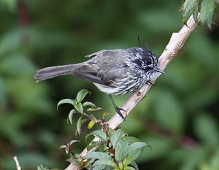 <span class="mw-page-title-main">Tit-tyrant</span> Group of birds