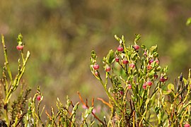 Gros plan sur des bourgeons de myrtilles.