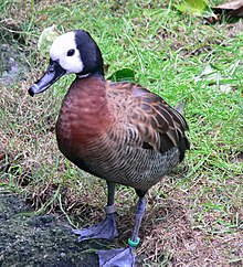 White-faced Whistling Duck.jpg