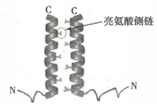 亮氨酸拉链