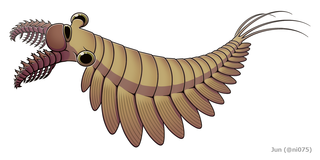 <i>Stanleycaris</i> Extinct genus of basal hurdiid radiodonts