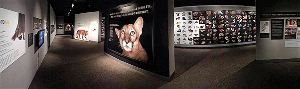 Animal evolution display