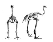 Skeleton Anomalopteryx didiformis.jpg