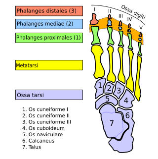 <span class="mw-page-title-main">Interphalangeal joints of the foot</span> Hinge joints connecting the phalanx bones of each toe