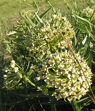 <i>Asclepias asperula</i> Species of flowering plant