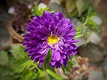 Multi layer petals Aster flower Aster flower.jpg