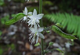 <i>Beesia</i> Genus of flowering plants