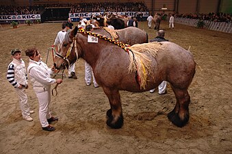 Paardenshow