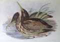 Pentraĵo de John Gould.