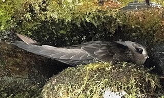 <span class="mw-page-title-main">American black swift</span> Species of bird